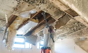  , USA Mold Prevention & Removal Pros